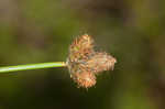 Southern umbrella sedge